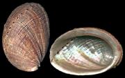 Haliotis diversicolor